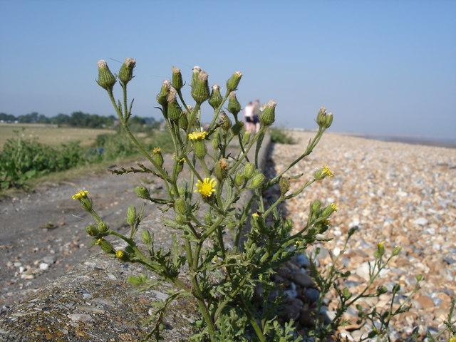 Winchelsea Beach - East Sussex