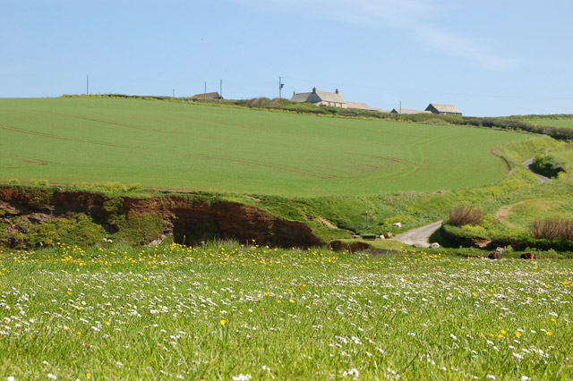 Buttercups and daisies, Trevone Photo | UK Beach Guide