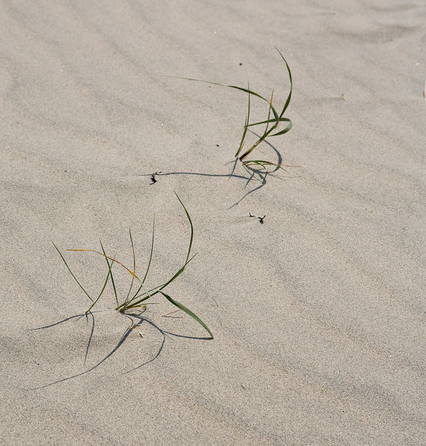 West Wittering - East Head Beach - West Sussex