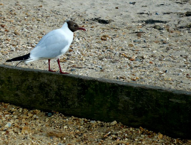 Lepe Beach - Hampshire