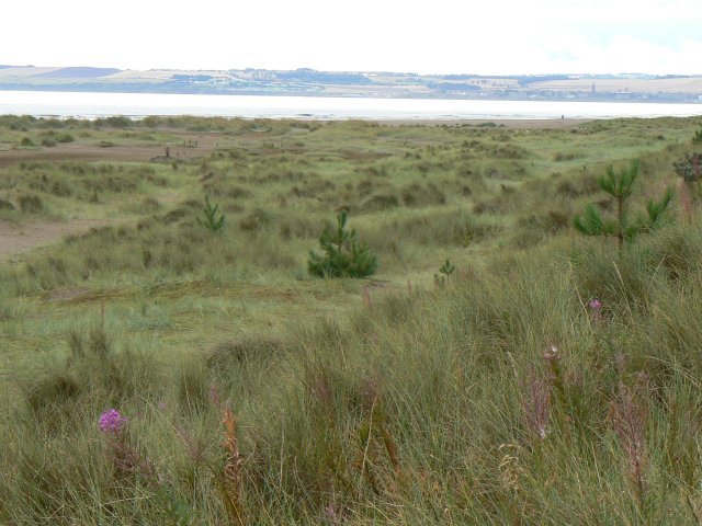 Tentsmuir Sands Beach - Fife