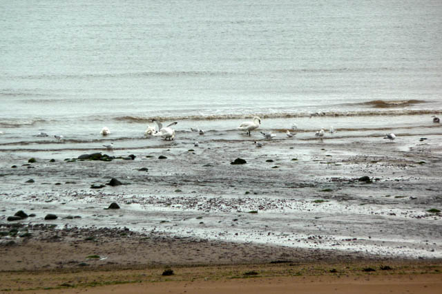 Dunster (North) Beach - Somerset