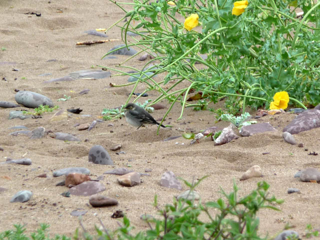 Dunster (South) Beach - Somerset