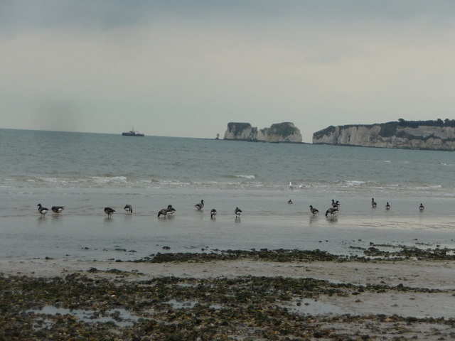 Studland - Knoll Beach - Dorset