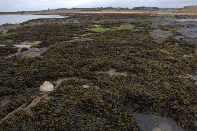 Dornoch (Caravan Park) Beach - Highland