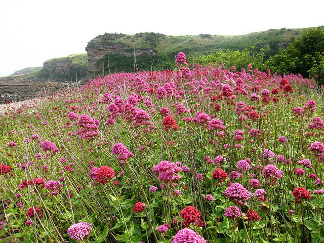 Dunglass Beach - Scottish Borders