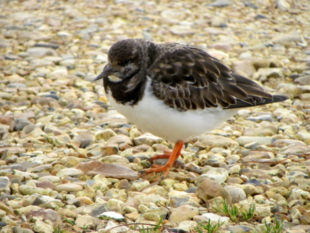 Lepe Beach - Hampshire