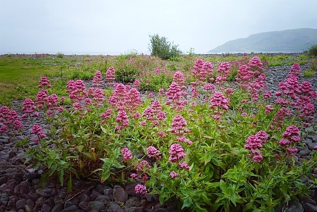 Porlock Weir Beach - Somerset