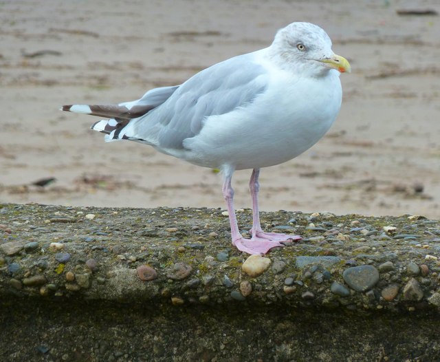 Ayr (South) Beach - Strathclyde