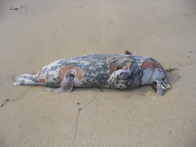 Dalmore Beach - Hebrides