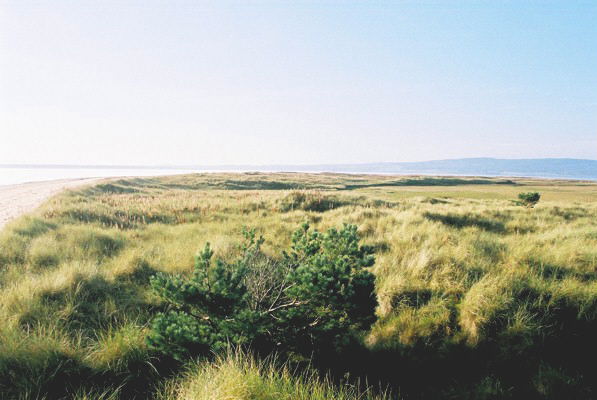 Burn mouth Beach (Dornoch) - Highland