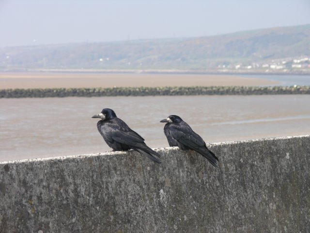 Llanelli and Loughor Estuary Beach - Carmarthenshire