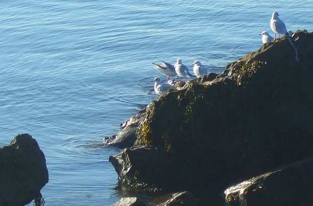 Dalgety Bay (Yacht Club) - Fife