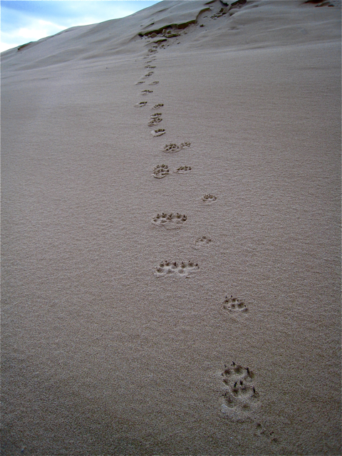 Newburgh Beach - Grampian