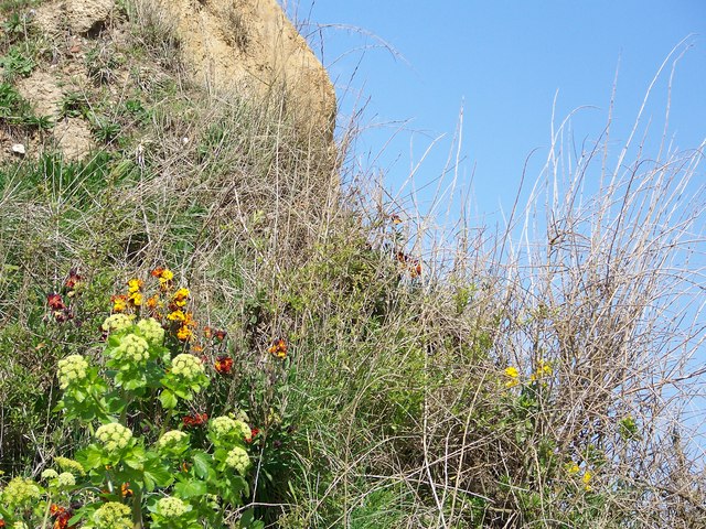 California Beach - Norfolk