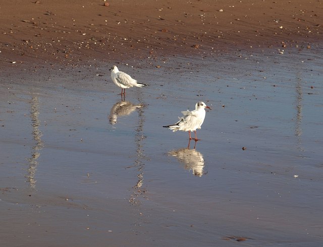 Paignton Sands Beach - Devon